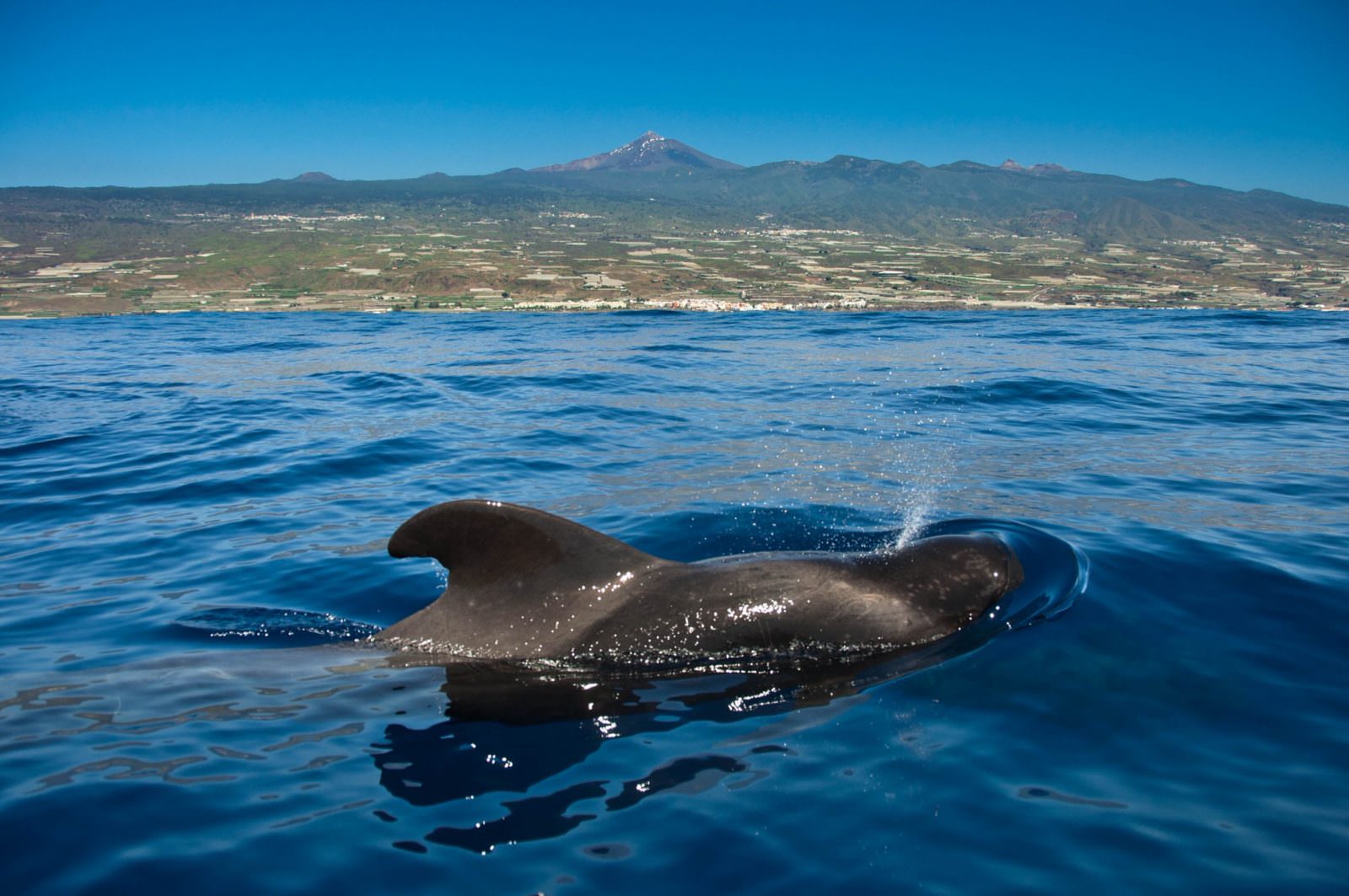 Whales in Tenerife(Gustavo A. Pérez)