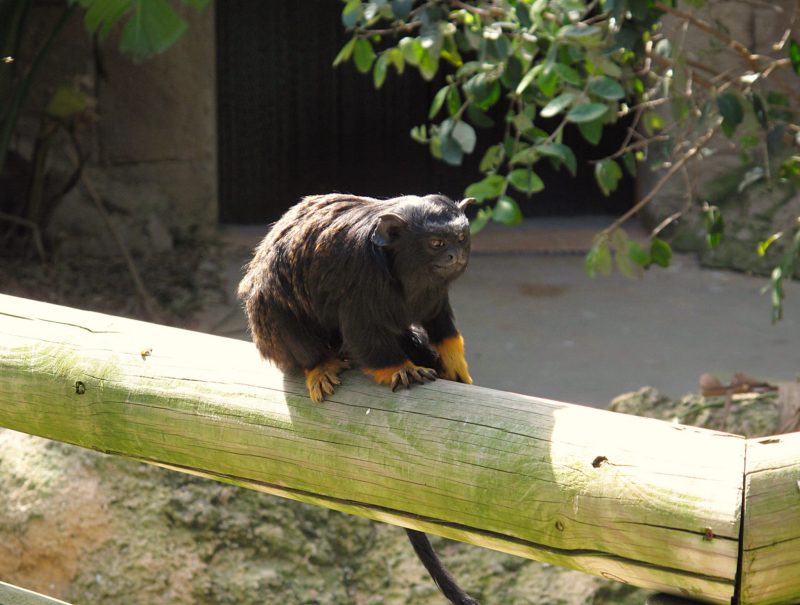 One of the zoo inhabitants